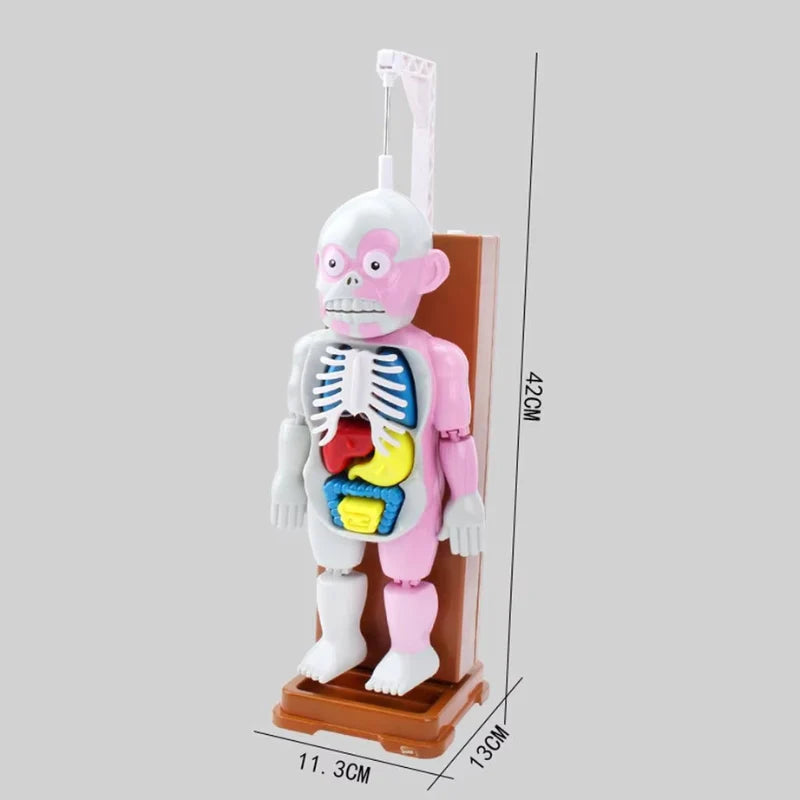 OrganCreep™ Griezelig Menselijk Lichaam Model | 50% korting