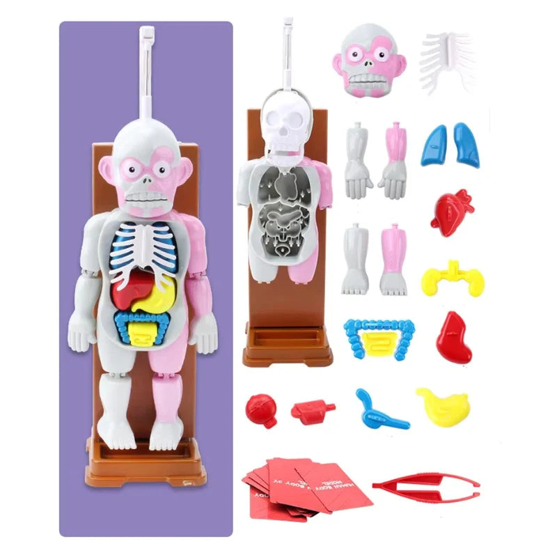 OrganCreep™ Griezelig Menselijk Lichaam Model | 50% korting